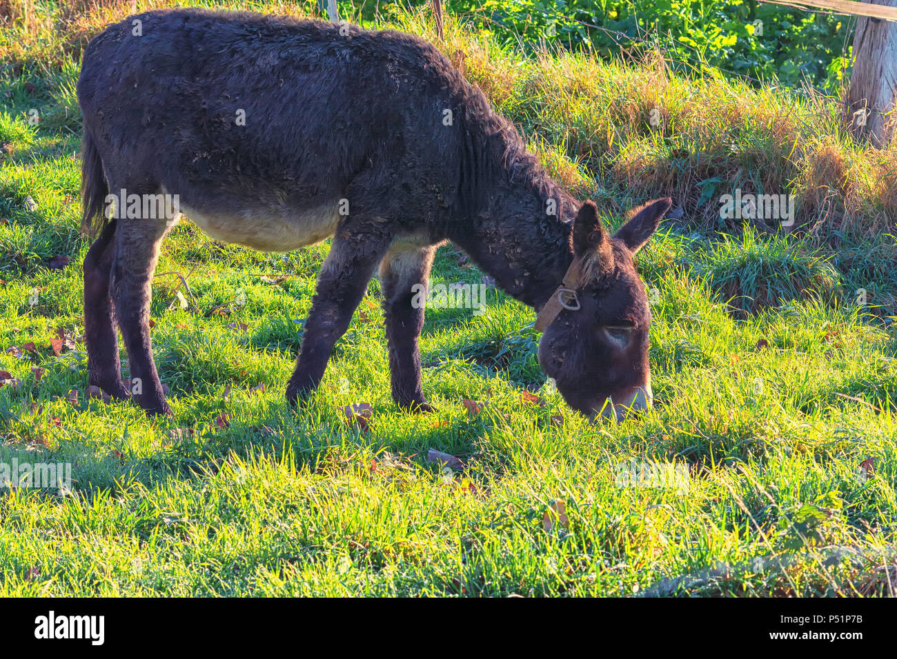 Donkeys on a mountain meadow in the Alps while grazing Stock Photo - Alamy