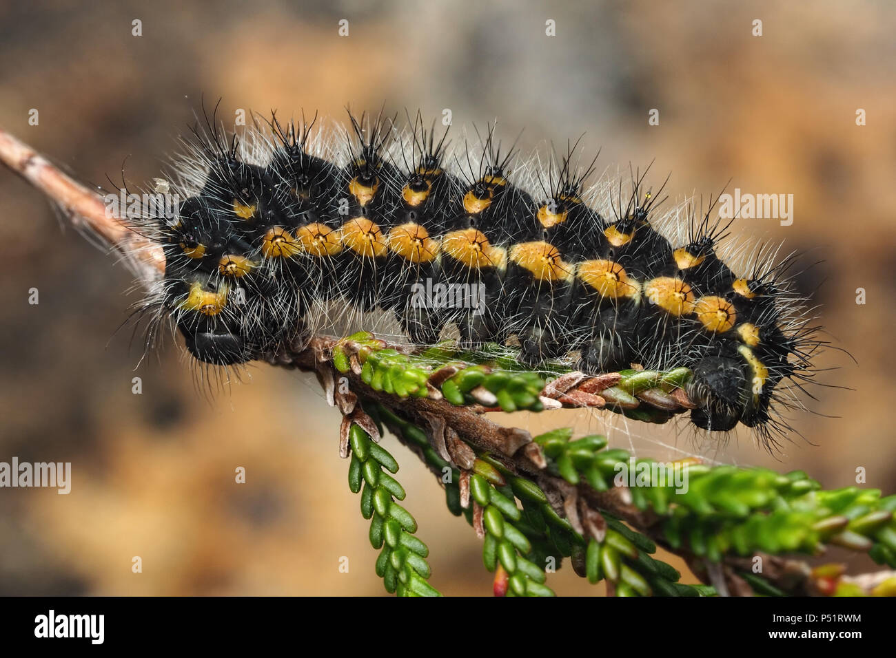 Emperor Moth caterpillar (Saturnia pavonia) second instar feeding on heather. Tipperary, Ireland Stock Photo