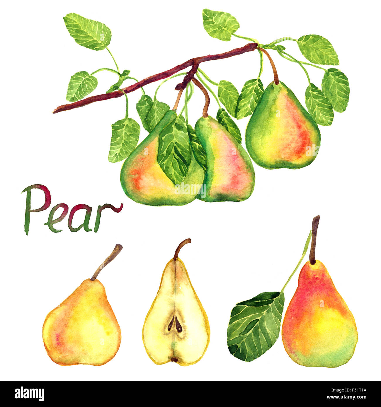 Pear branch with fruits, green, red and yellow pears with leaves and ...