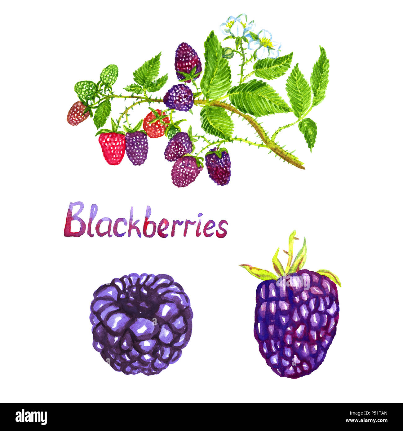 Ежевика цветовая схема. Set of Watercolor BLACKBERRY.