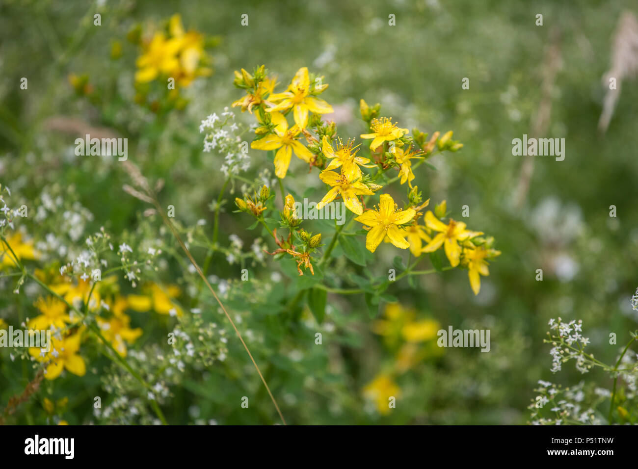 Amber - Echtes Johanniskraut - Hypericum perforatum Stock Photo