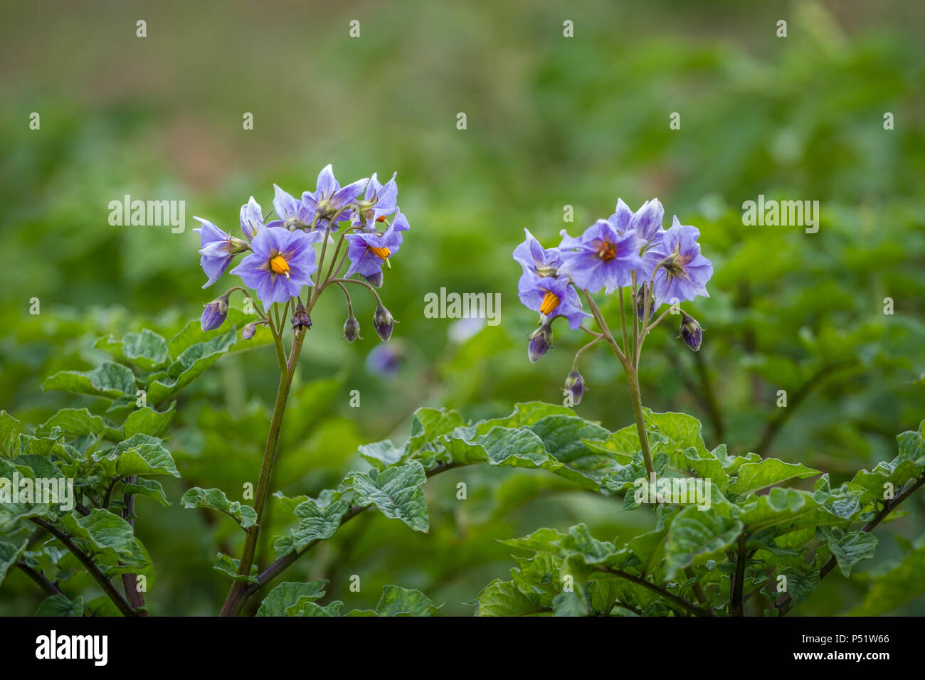 Potatoe plant in blossom potato [Solanum tuberosum] Stock Photo Alamy