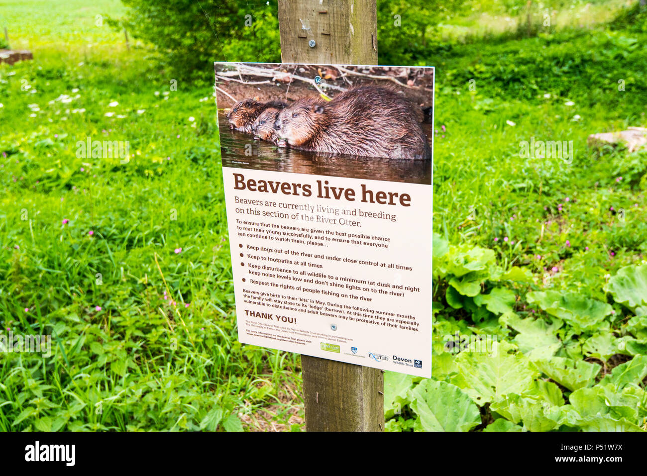 Otterton village beavers hi-res stock photography and images - Alamy