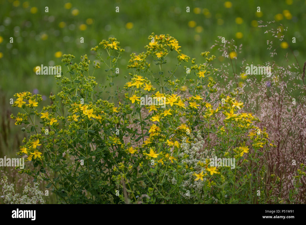 Amber - Echtes Johanniskraut - Hypericum perforatum Stock Photo