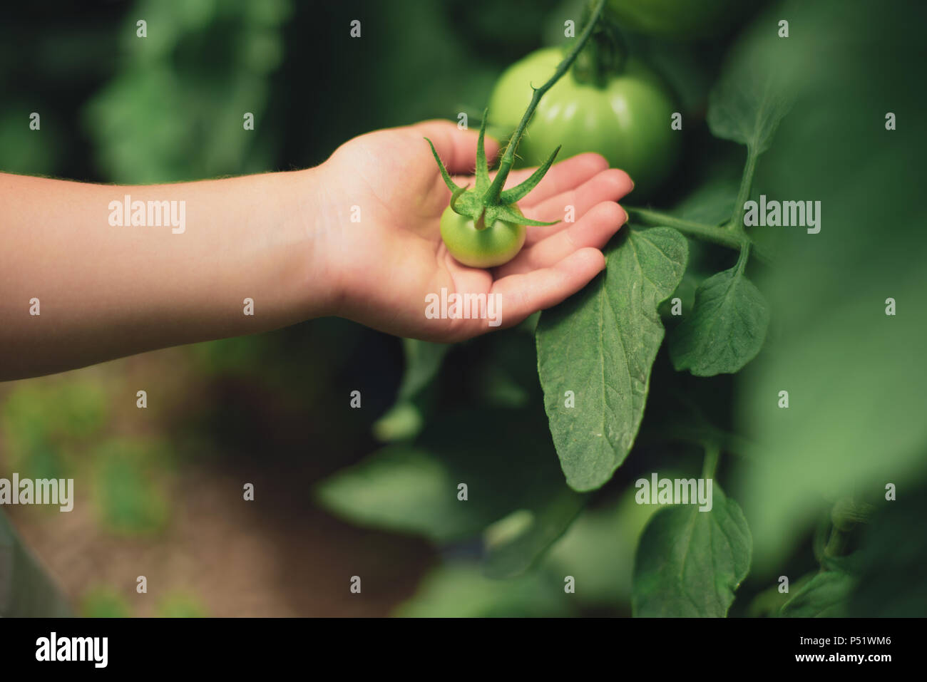 Tomatoes in hands. Little girl hand holding organic green tomato.  Picking tomatoes in green house. Stock Photo
