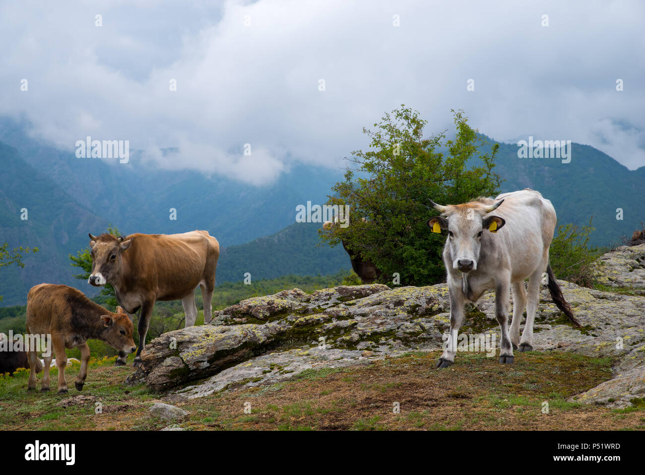 Mountain livestock farming. Cows and calves. Cattle are raised as livestock for meat, for milk, and for hides. Stock Photo