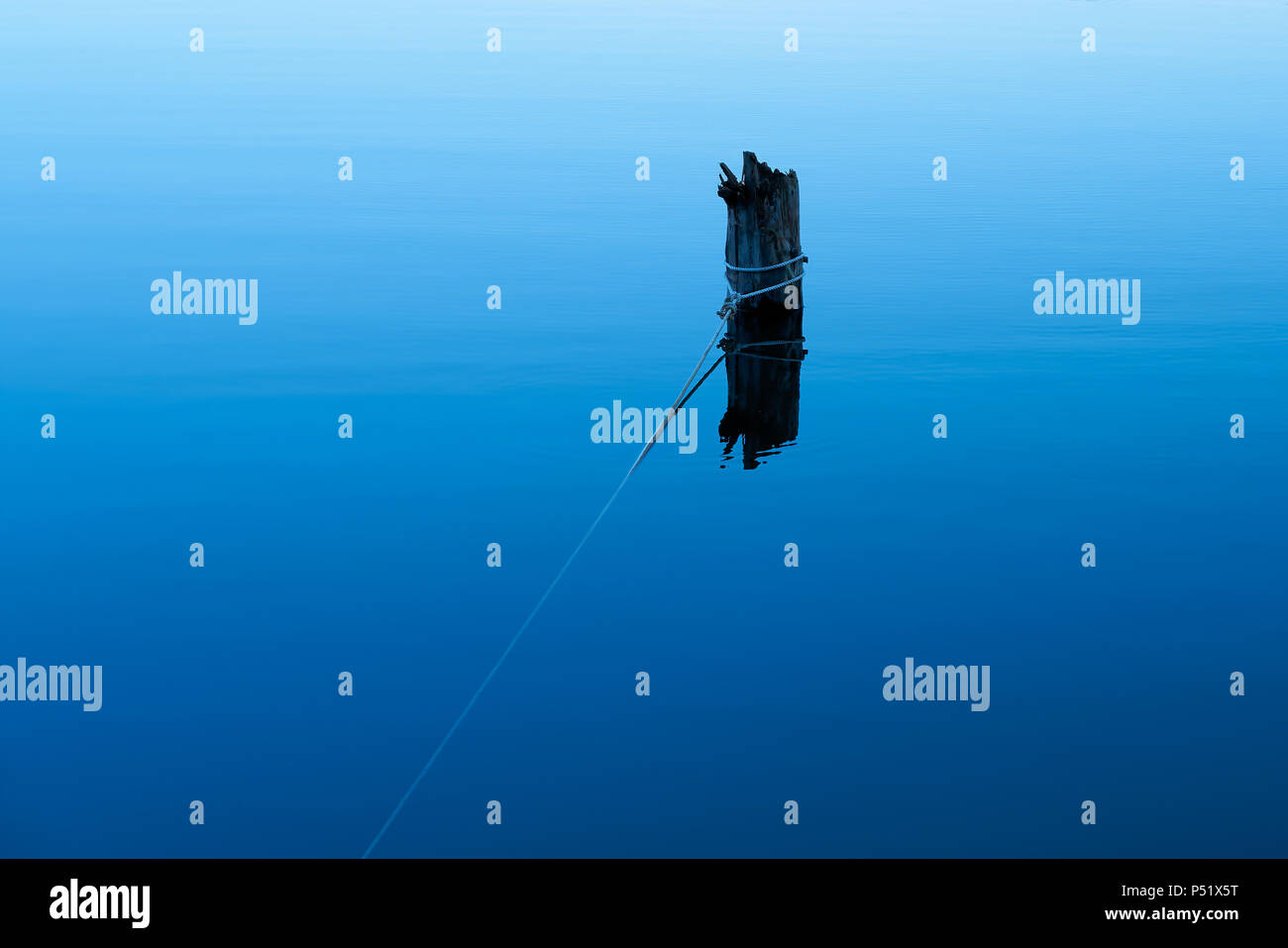 Wooden post in a lake in the Müritz National Park Stock Photo