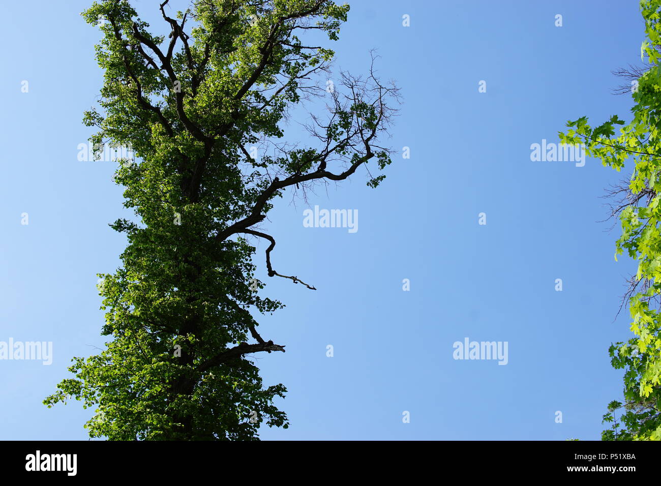 Green crones of trees against the blue sky Stock Photo - Alamy