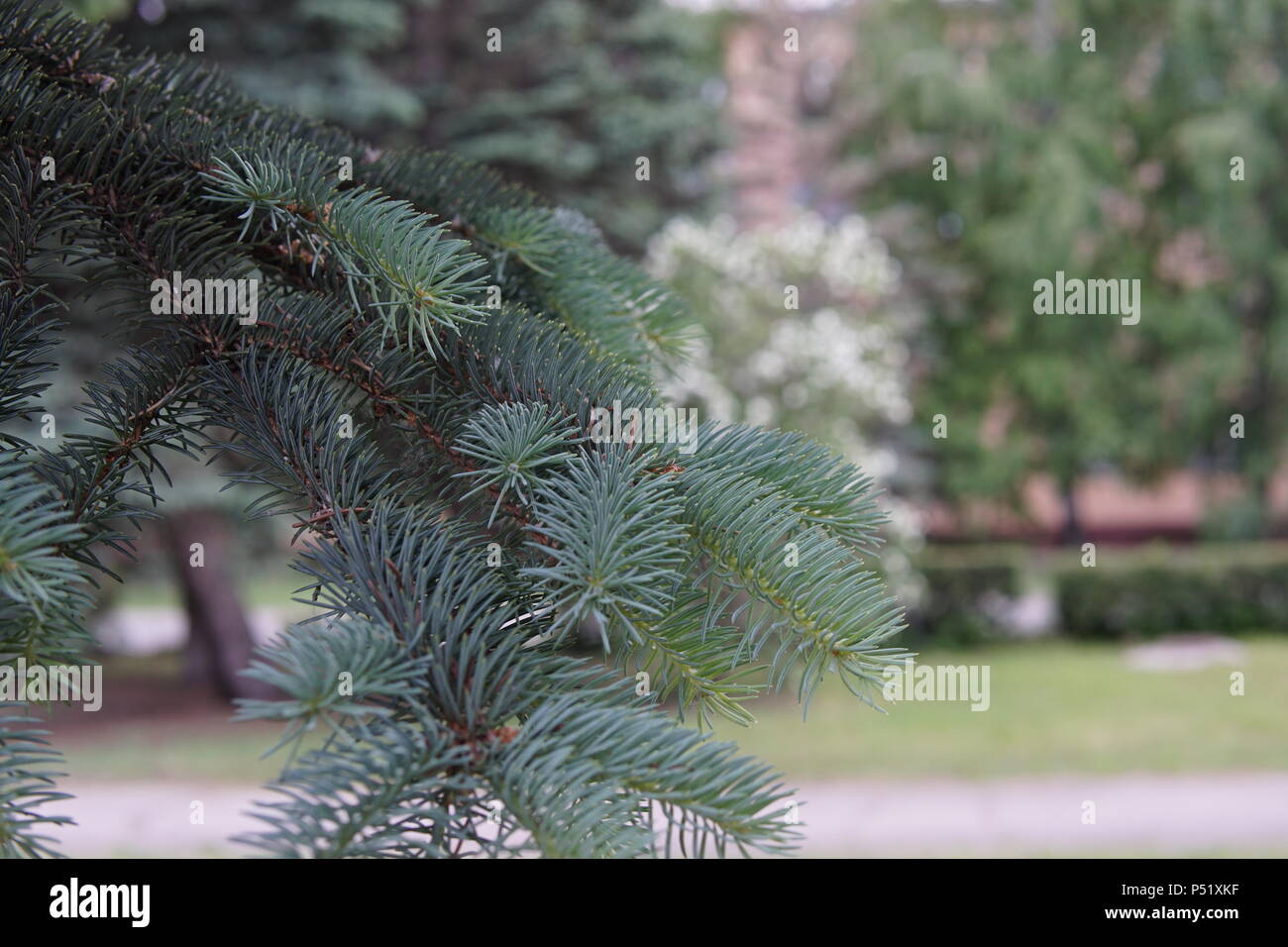 Green tree branch against the blue sky Stock Photo - Alamy