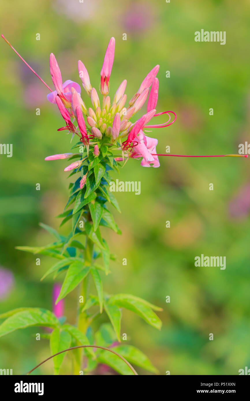 Beautiful pink Cleome spinosa linn. or spider flower in the green background Stock Photo