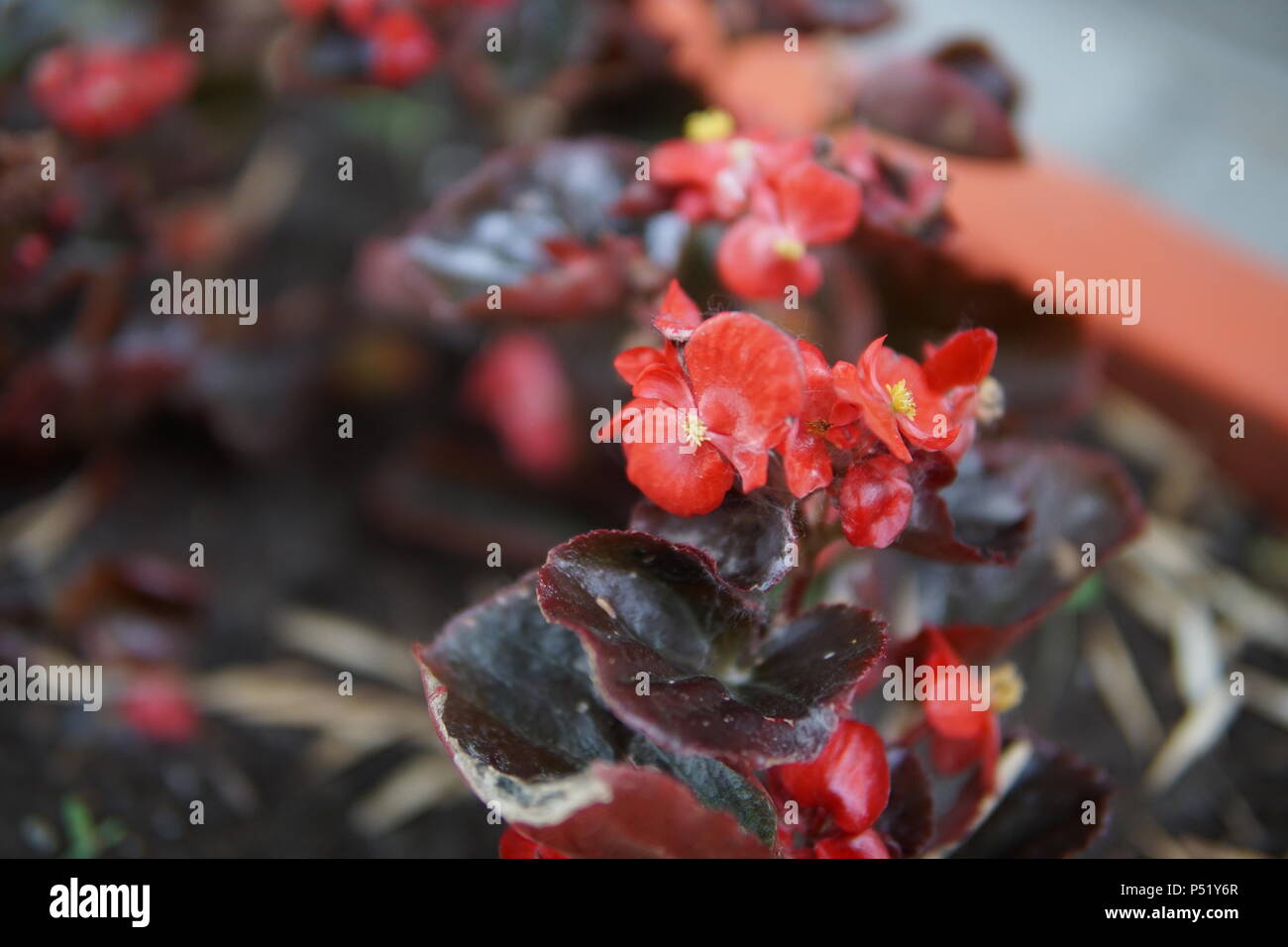 Beautiful Begonia flowers in flowerbeds close up Stock Photo