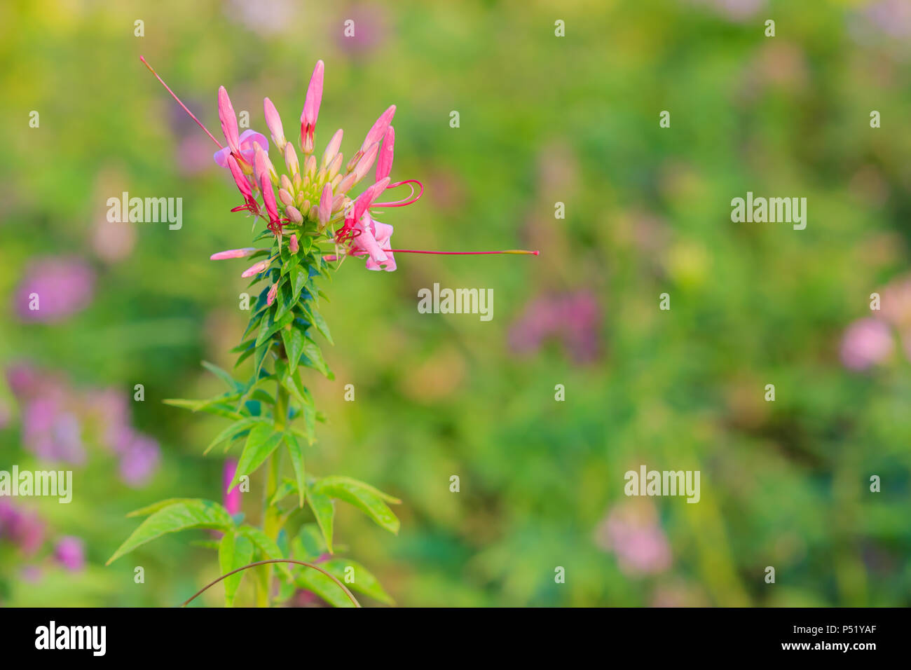 Beautiful pink Cleome spinosa linn. or spider flower in the green background Stock Photo