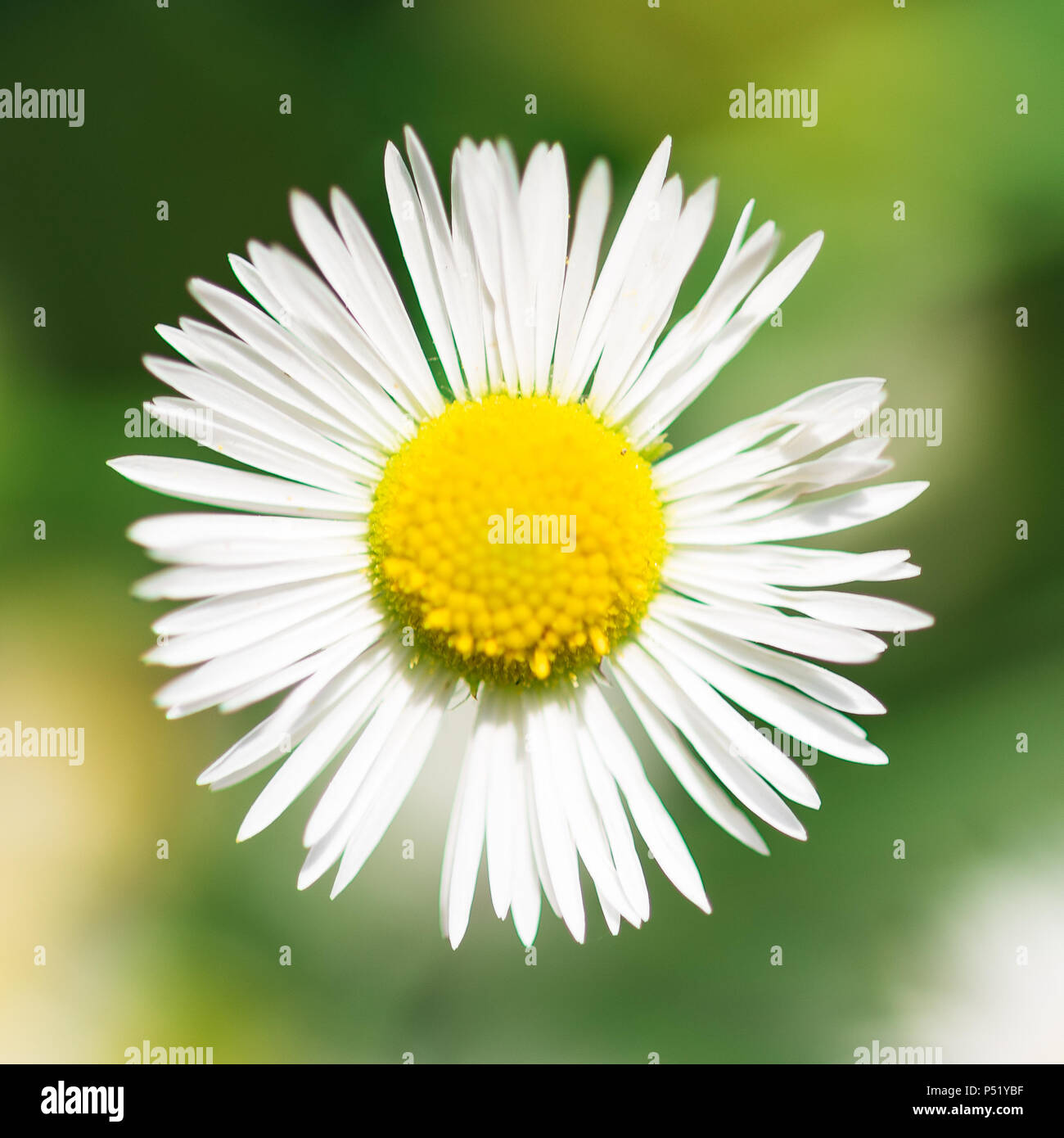 Yellow centered flower hi-res stock photography and images - Alamy