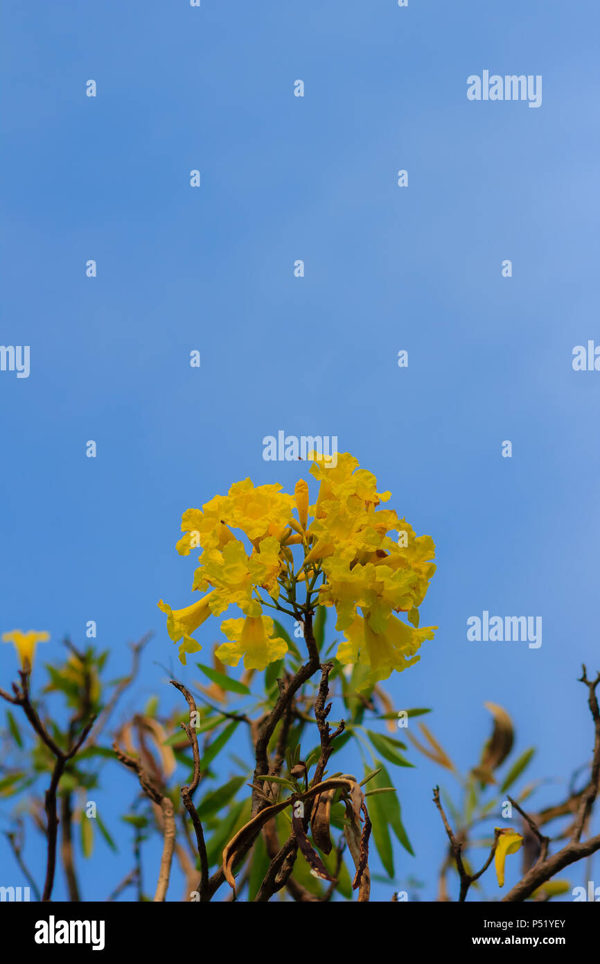 Closeup beautiful yellow flower of silver trumpet tree (tree of gold, Paraguayan silver trumpet tree, Tabebuia aurea), colorful yellow flowers are on  Stock Photo