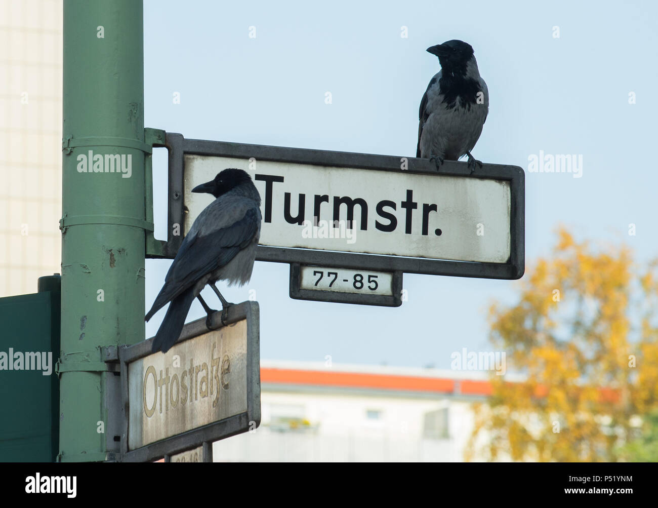 Two crows on the street signs Turmstr. and Ottostr. in Berlin-Moabit Stock Photo