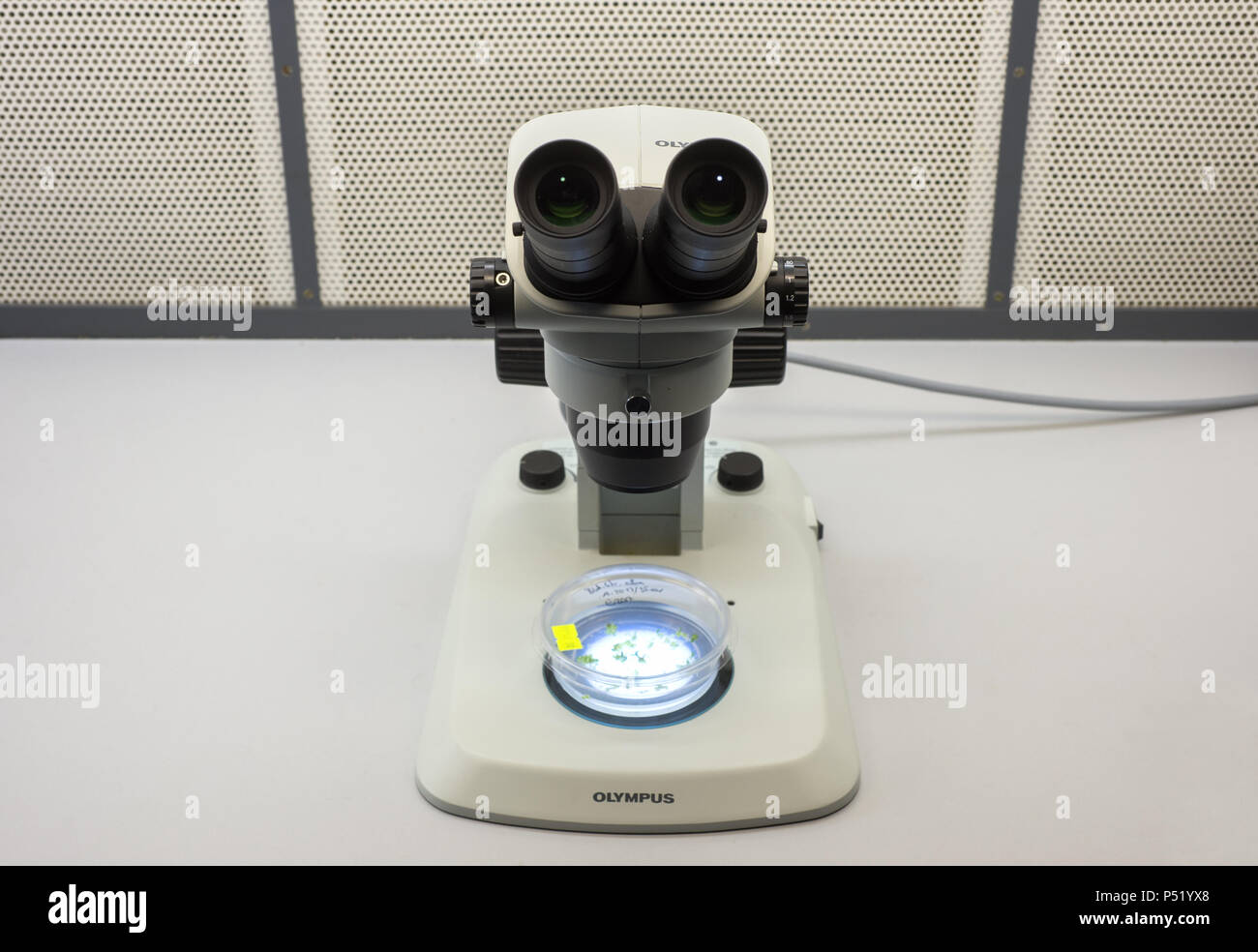 A microscope from the company Olympus with a sample of ornamental plants Stock Photo