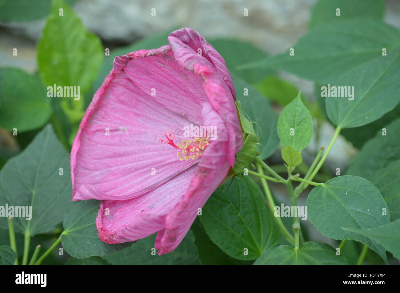 Hibiscus flower in the garden Stock Photo - Alamy