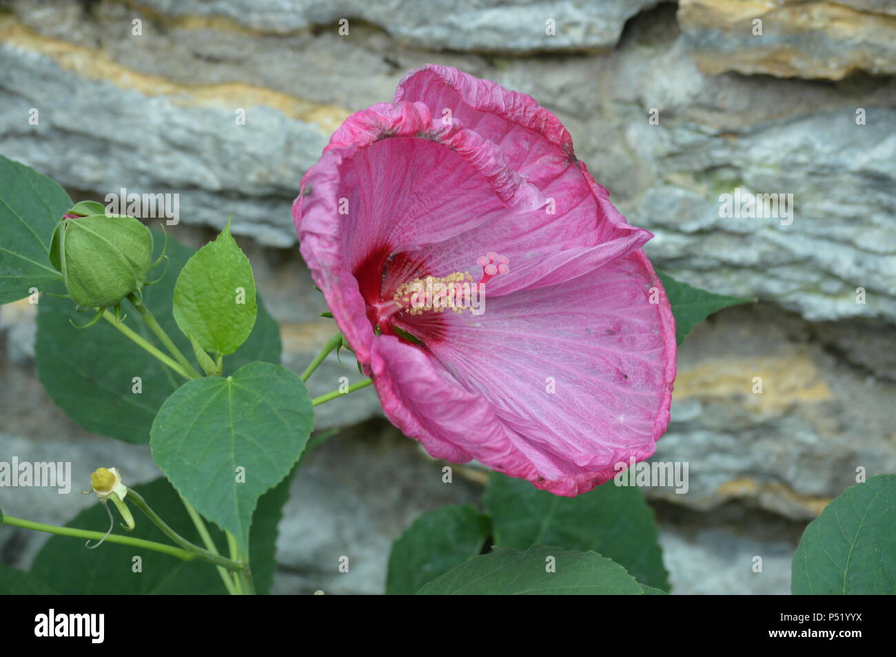 Hibiscus flower in the garden Stock Photo - Alamy