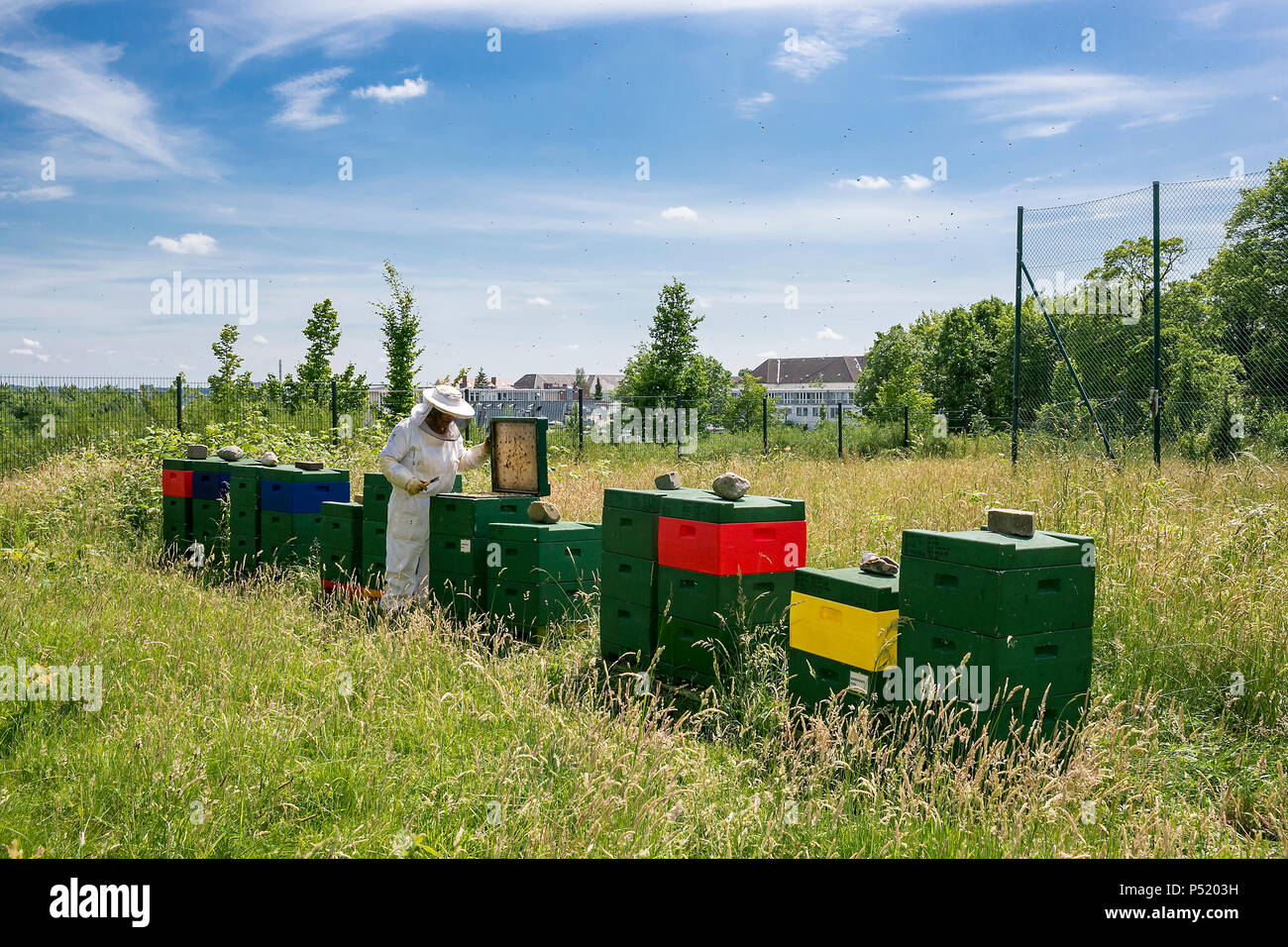 Kiel, Germany - beekeeper inspects a hive Stock Photo