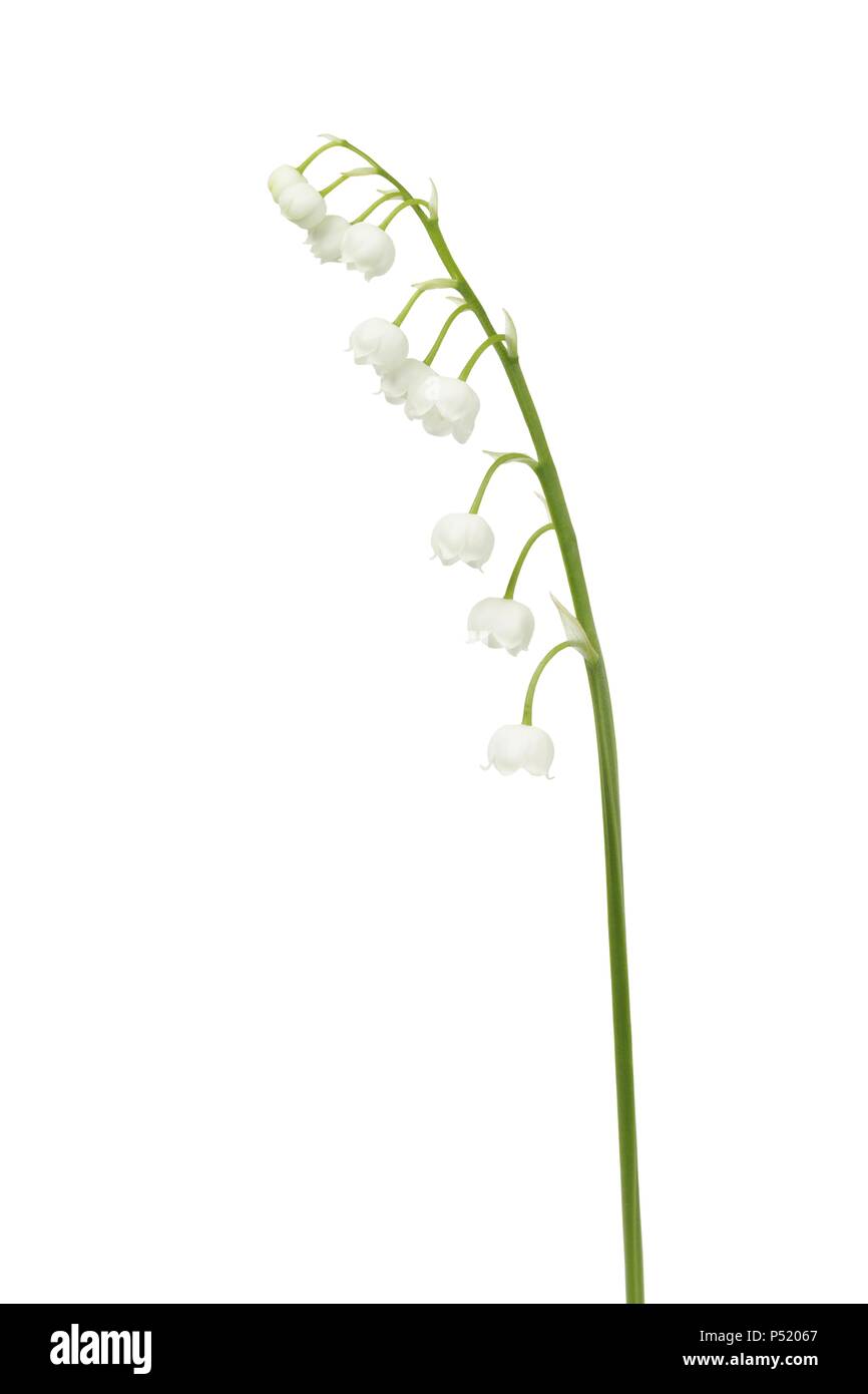Lily of the valley - flowers isolated on white background Stock Photo ...