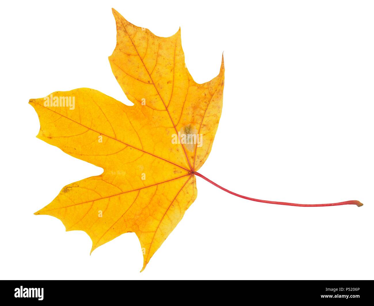 Orange maple leaf isolated on white background Stock Photo - Alamy