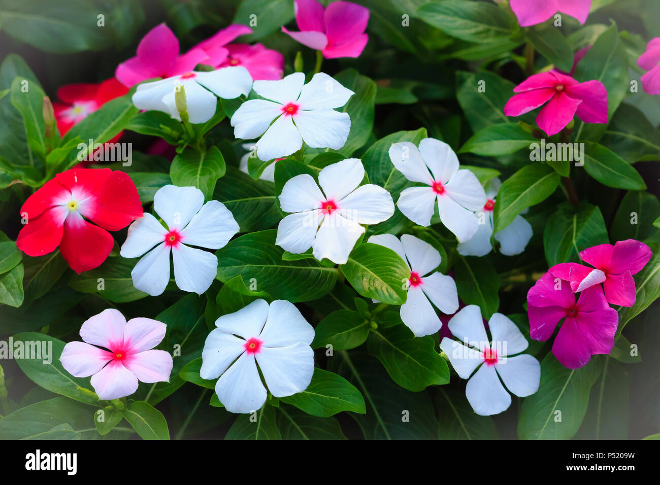 White Catharanthus roseus (commonly known as the Madagascar periwinkle, rosy periwinkle or teresita) - a species of flowering plant in the dogbane fam Stock Photo