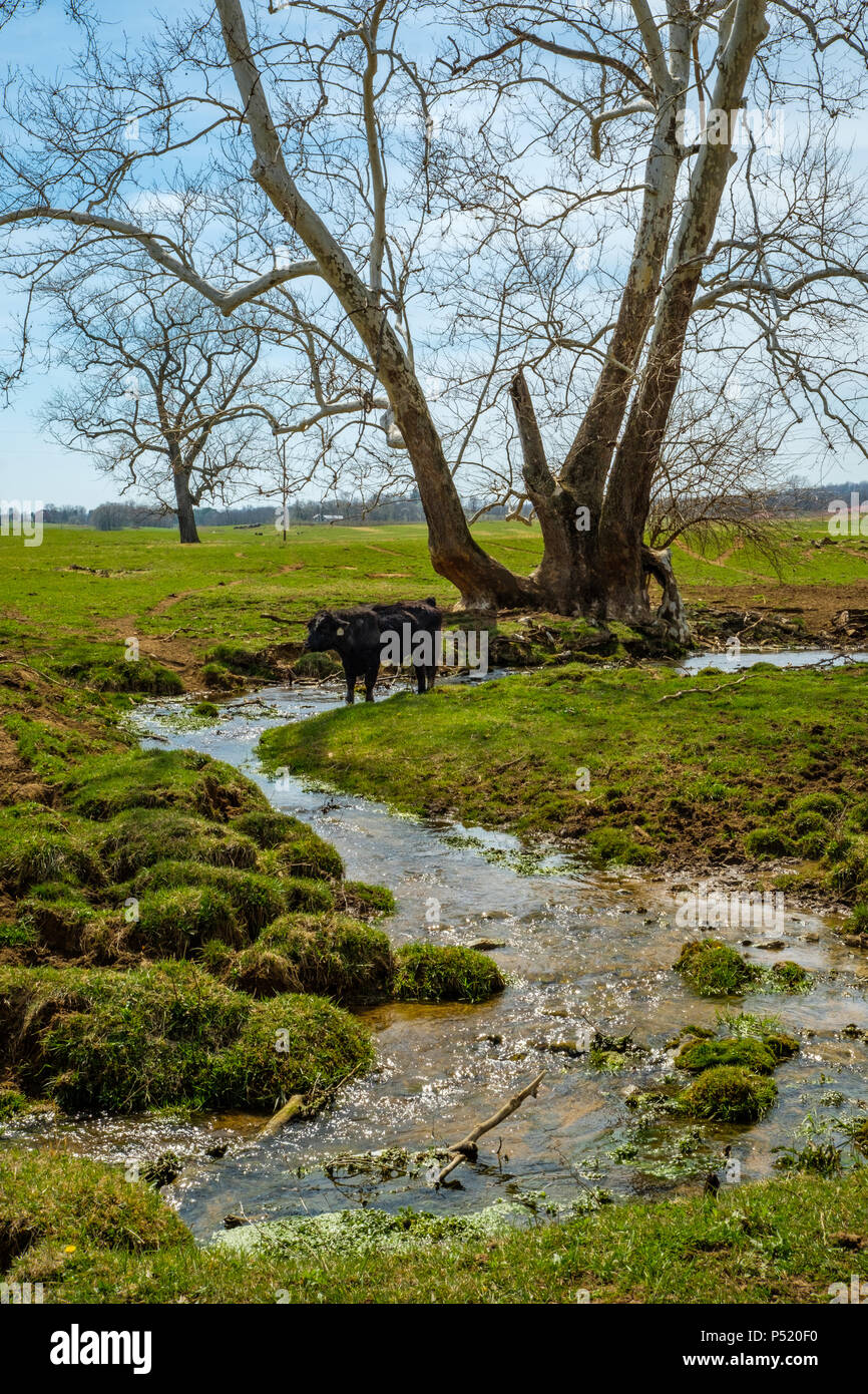 Black Cow in Opequon Creek, Opequon, Winchester, Virginia Stock Photo