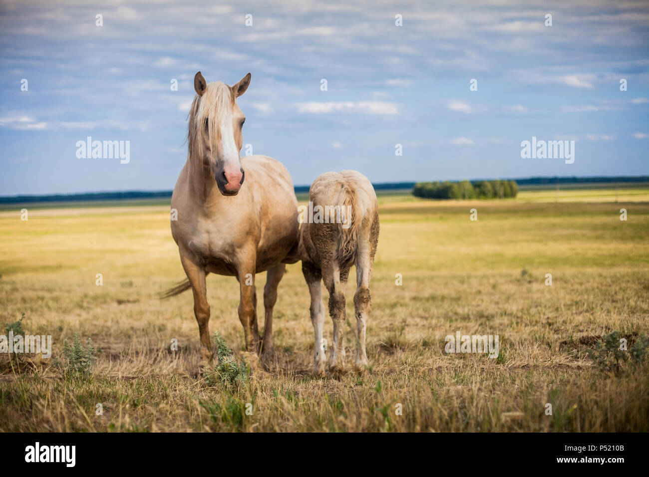 Horse Milk High Resolution Stock Photography and Images Alamy