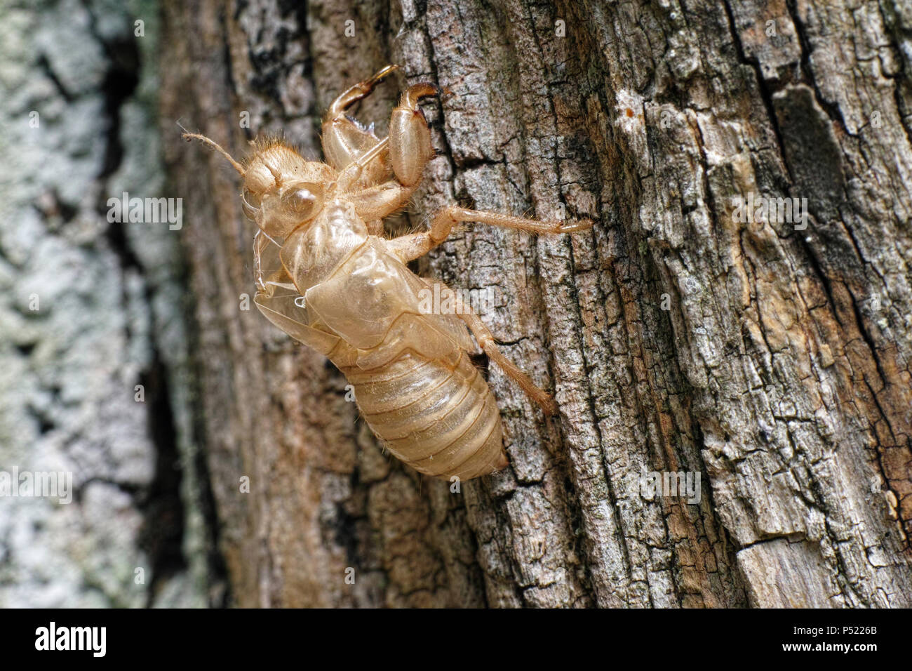exuvia or nymphal shell of a cicada Stock Photo