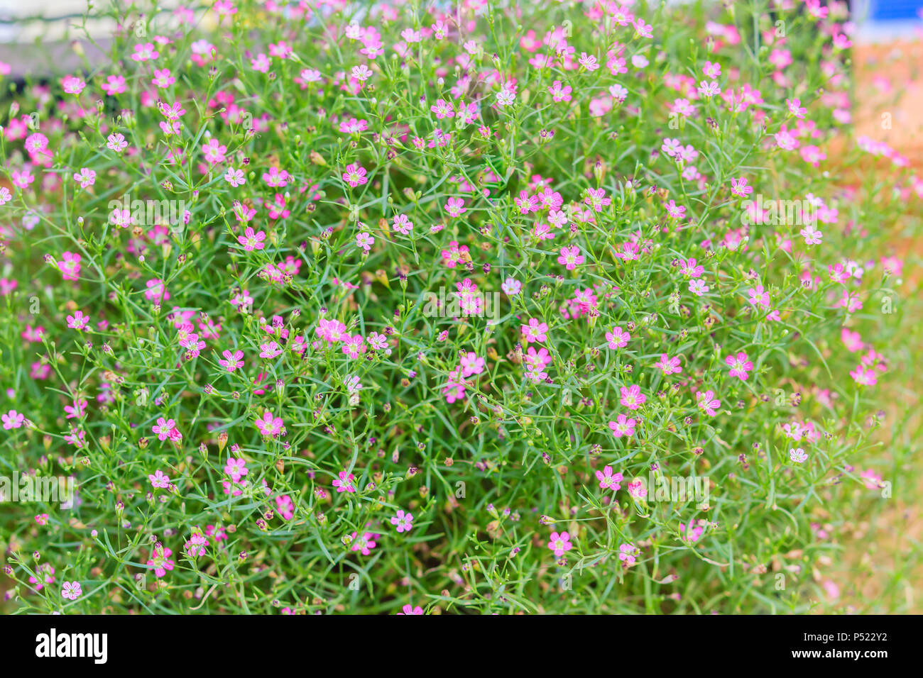 Beautiful gypsophila, babysbreath gypsophila (Gypsophila paniculata L.) blooming in the garden