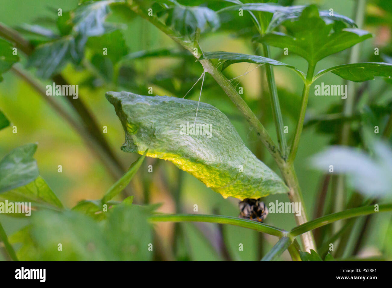 Black Swallowtail chrysalis (Papilio polyxenes) hanging from a parsley stem Stock Photo