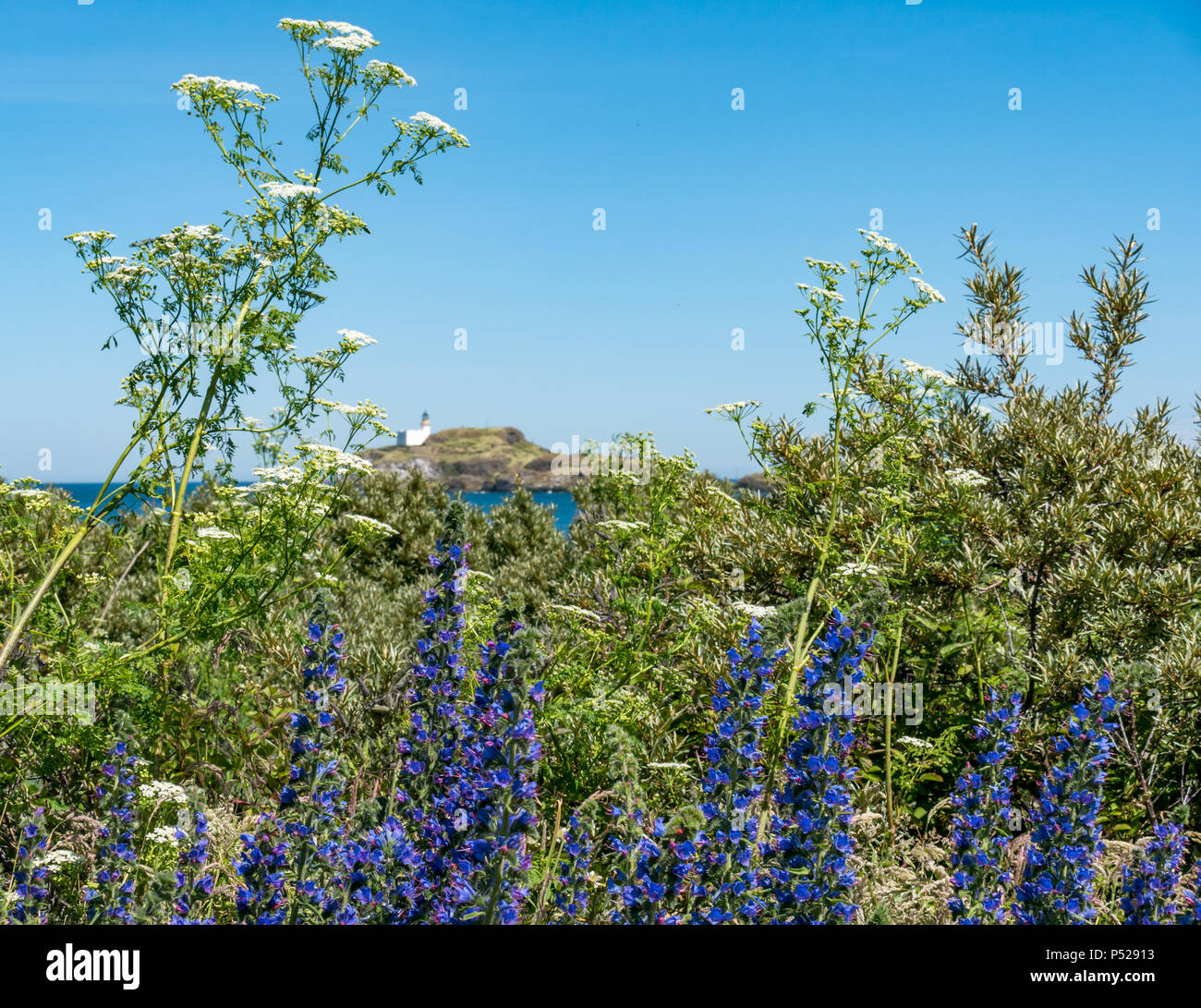 John Muir Way, East Lothian, Scotland, UK, 24th June 2018. UK Weather: A warm sunny day during the 2018 Summer heatwave. Wildflowers in bloom along the coastal path, including Vipers bugloss and cow parsley with Fidra Lighthouse in the distance Stock Photo