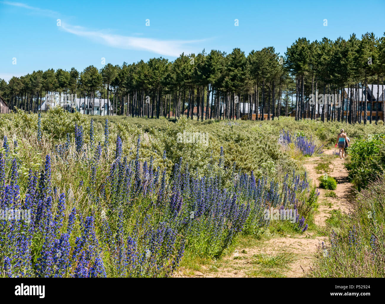 John Muir Way, East Lothian, Scotland, UK, 24th June 2018. UK Weather: A warm sunny day during the 2018 Summer heatwave brought people to the coast for leisure pursuits. Wildflowers in bloom along the coastal path, including Vipers bugloss with a couple walking along the coastal path next to Archerfield Stock Photo