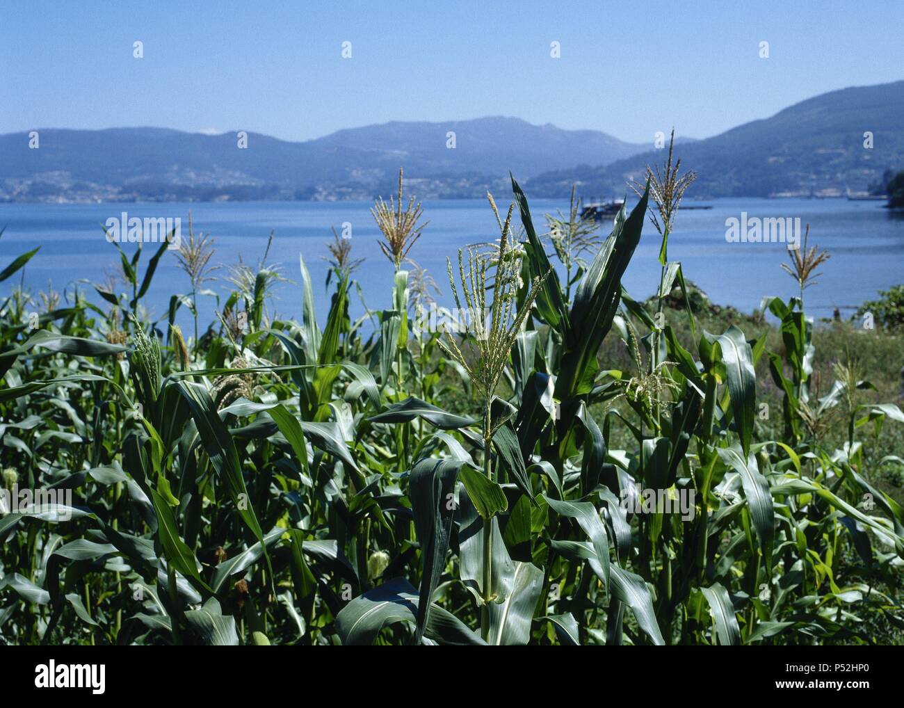 Campo de cultivo de maíz hi-res stock photography and images - Alamy