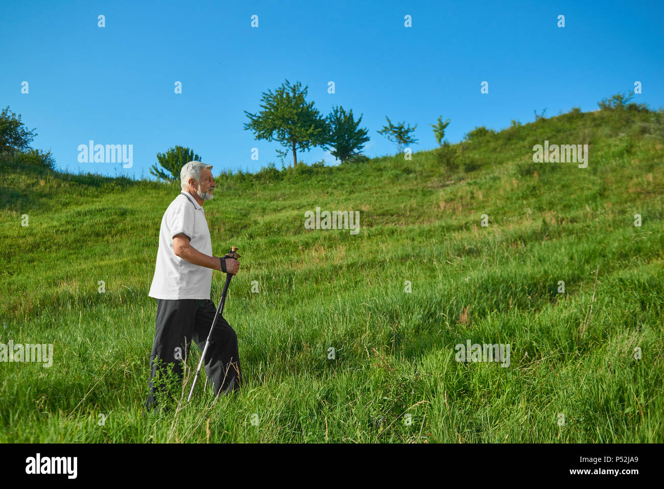 Sideview of old man walking with tracking sticks in mountains. Wearing white polo shirt with dark blue stripes,black trousers, sneakers. Cardioexercises outdoors on fresh air. Sport lifestyle. Stock Photo