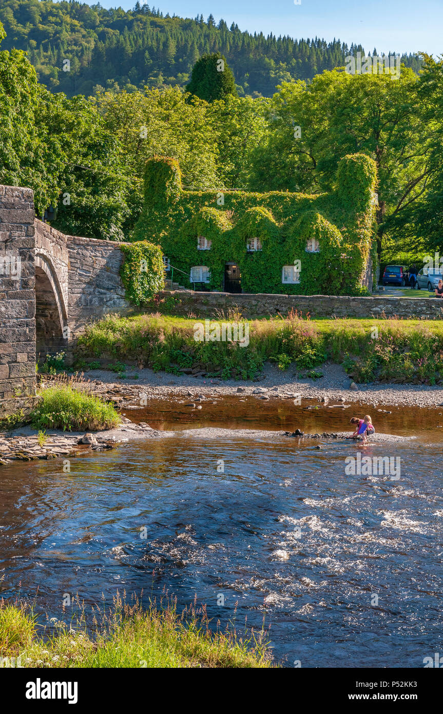 Llanrwst Virginia creeper covered tea room on river Conwy. North Wales. Stock Photo