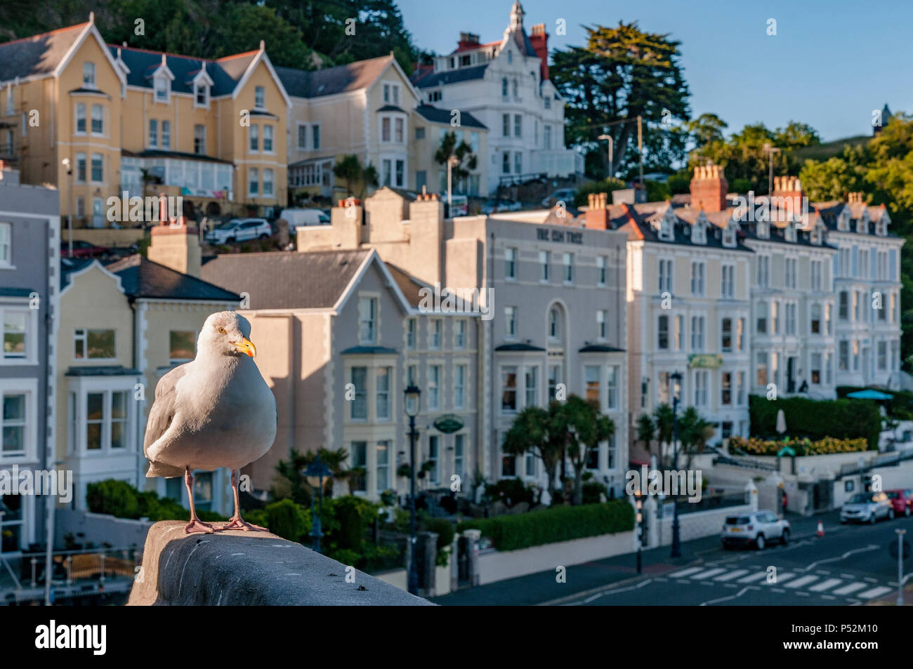 Seagull Llandudno North Wales. Stock Photo