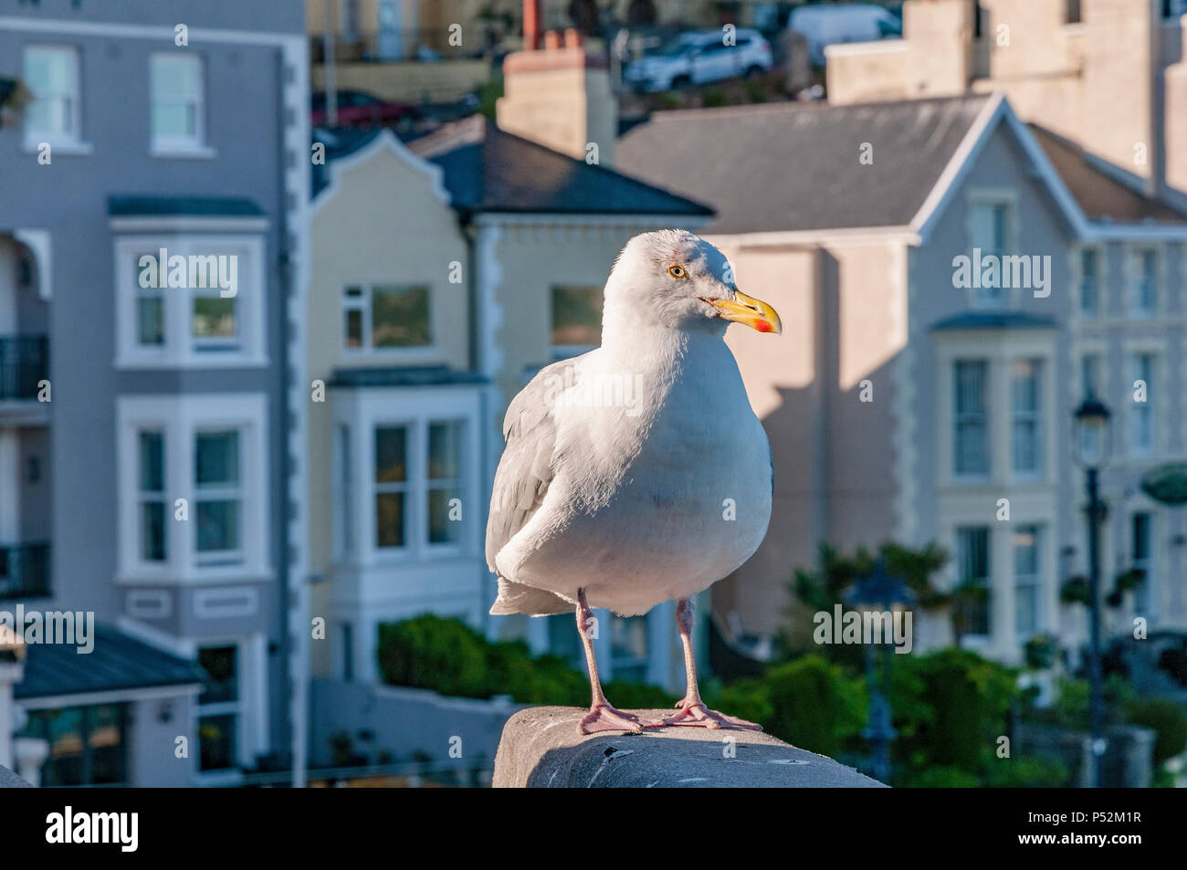 Seagull Llandudno North Wales. Stock Photo