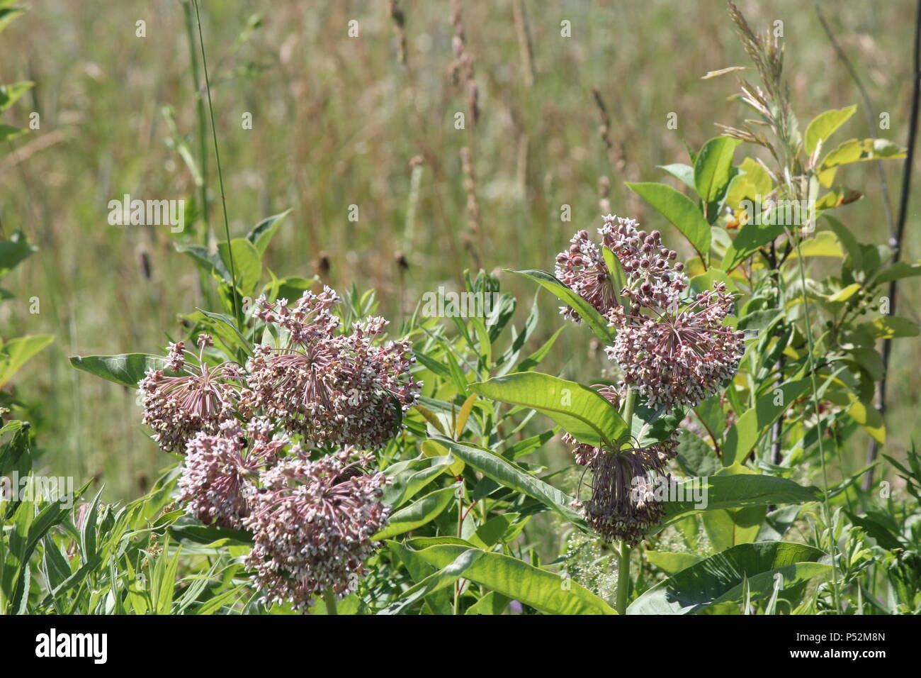 Flowering milkweed plant. Milkweed flowers bloom from June to August