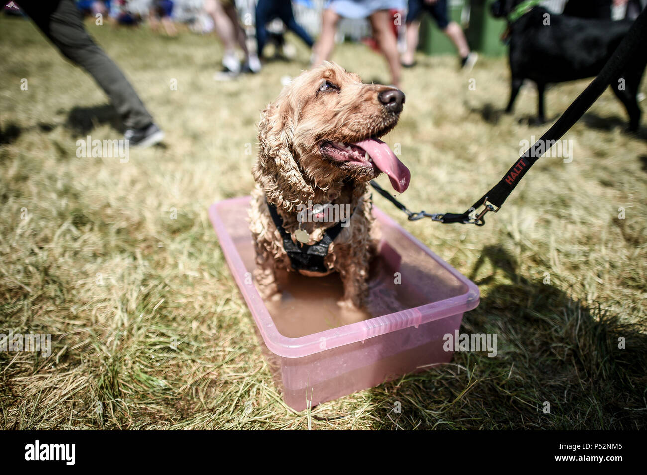 A dog takes an impromptu bath in a large drinking bowl at Dogfest at Ashton Court, Bristol, where thousands of dogs and their owners come together to celebrate all things canine. Stock Photo