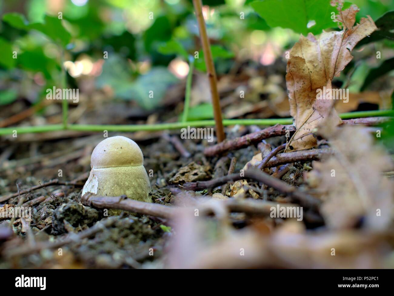Nature,environment,parks and forest concept: first summer forest mushrooms birch bolete in a natural environment. Stock Photo