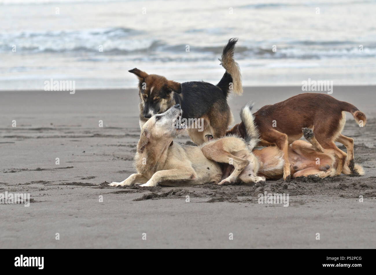 Wild dogs play on the beach Stock Photo