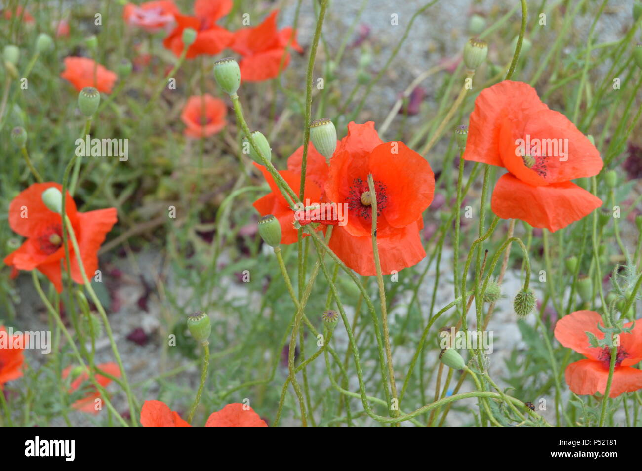 Red poppy flowers grow in the Park, selective focus Stock Photo - Alamy
