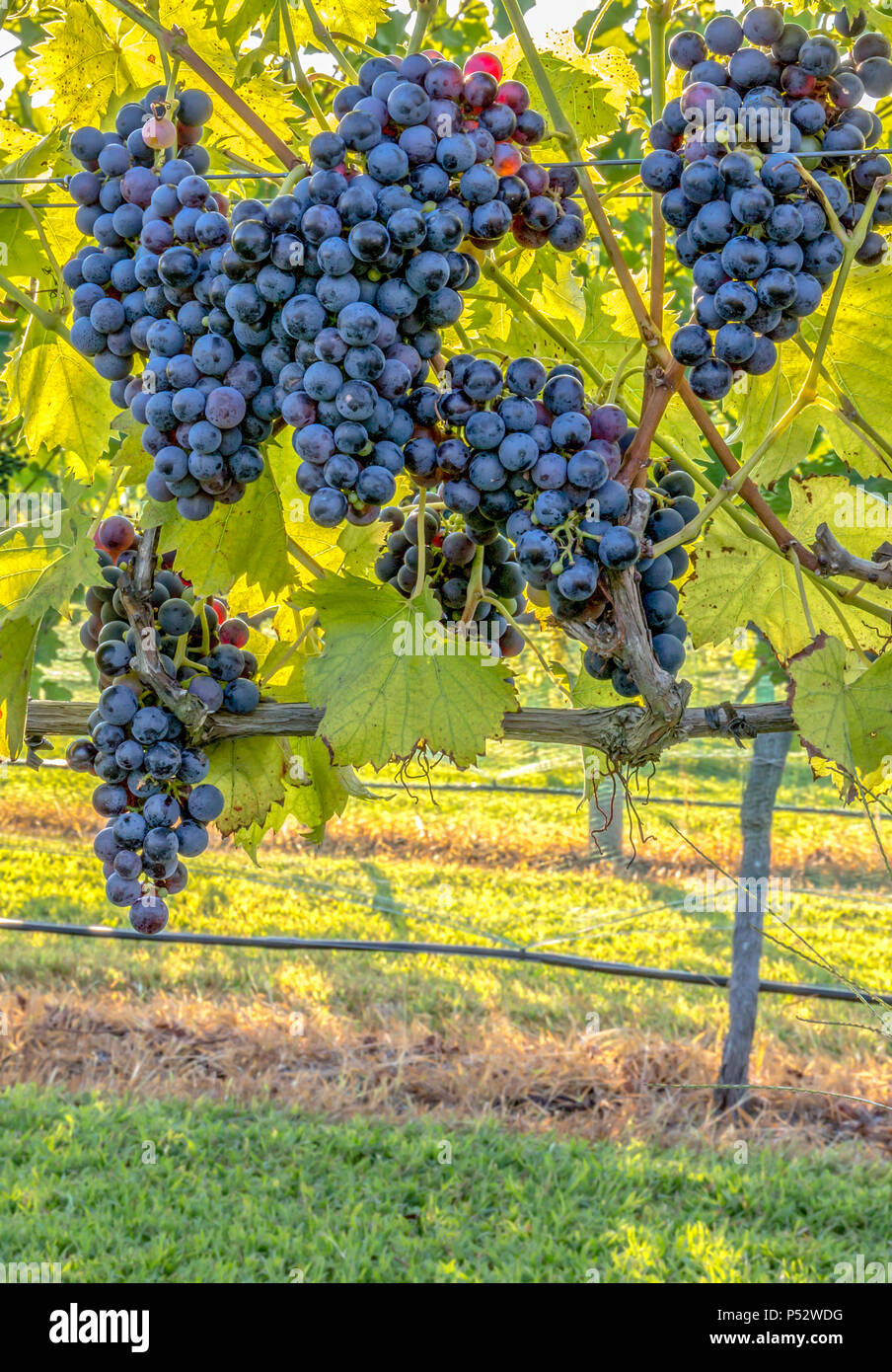 Clusters of grapes growing on the vine at a vineyard Stock Photo