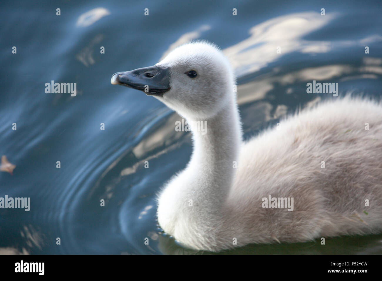 cygnets on the Thames Stock Photo