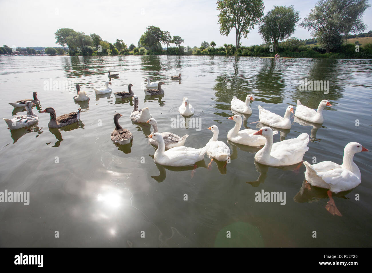 Gaggle of geese on the River Thames Stock Photo