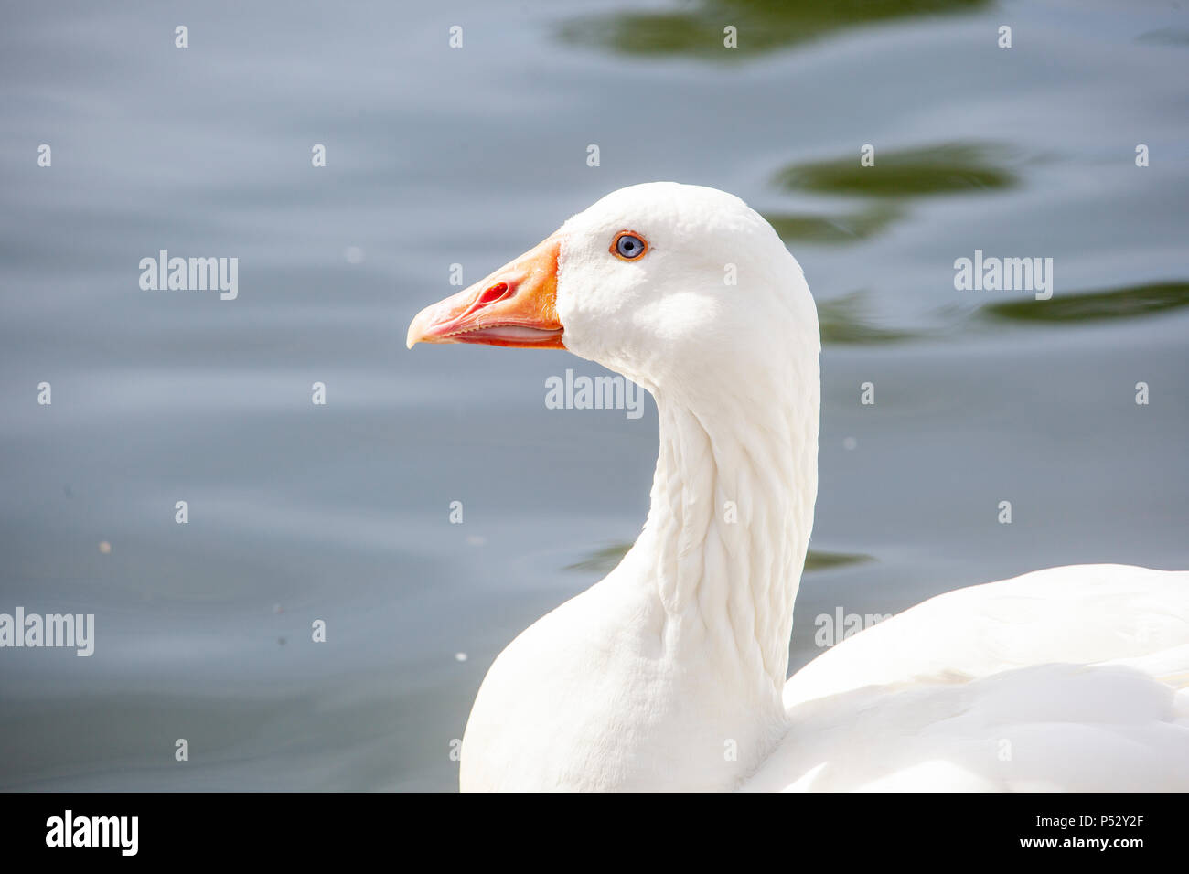 Goose on the River Thames Stock Photo