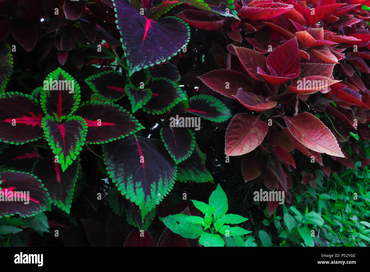 beautiful mixed color of mayana Stock Photo