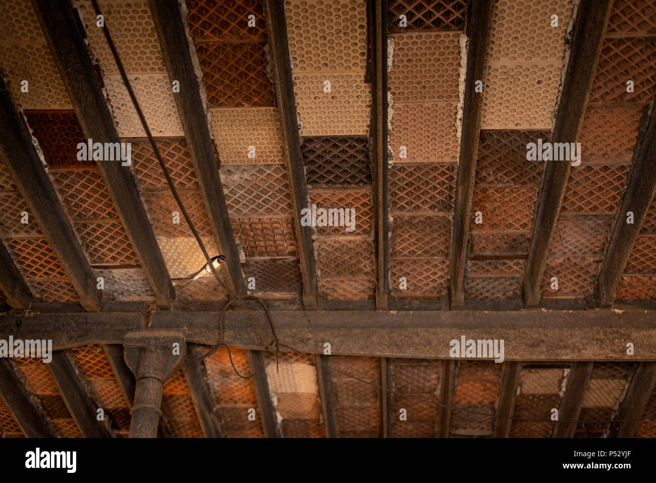 A swallow perches under the Malt House floor in the Malting and Kilning