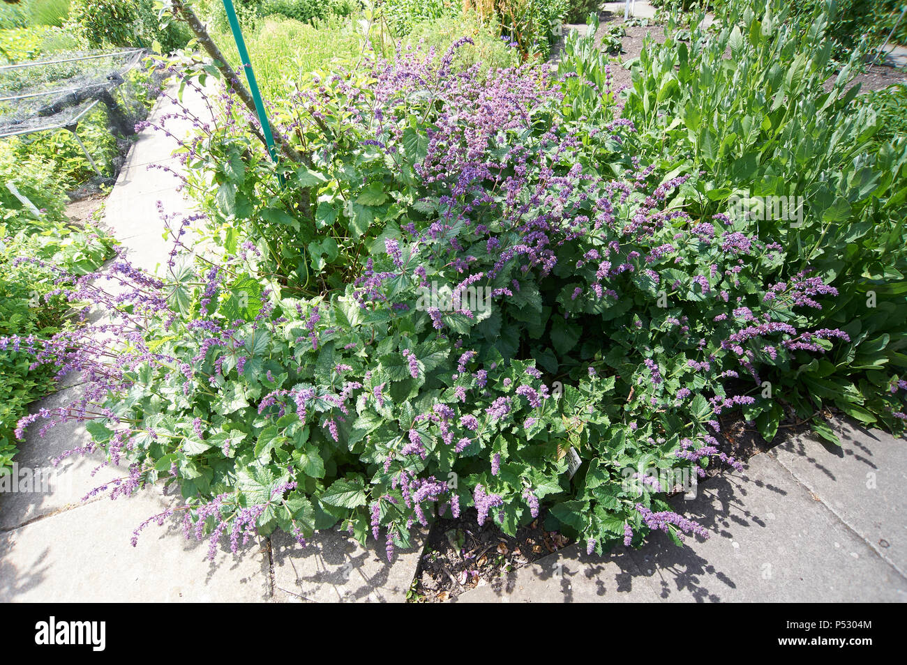 Salvia verticulata 'Purple Rain' Stock Photo